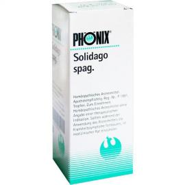 Phönix Solidago spag.Mischung